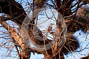 Northern red-billed hornbill