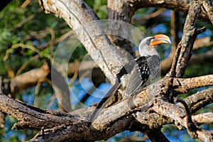 The northern red-billed hornbill bird