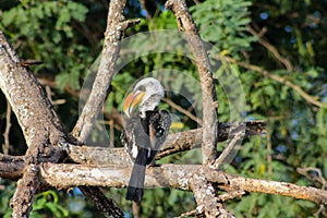 The northern red-billed hornbill bird