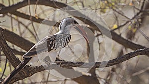 Northern Red-billed Hornbill on Branch