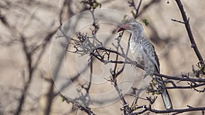 Northern Red-billed Hornbill on Branch