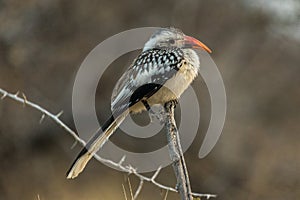 Northern Red-billed Hornbill in Etosha, Namibia