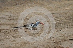 Northern red-billed hornbill in the Langue de Barbarie National Park.