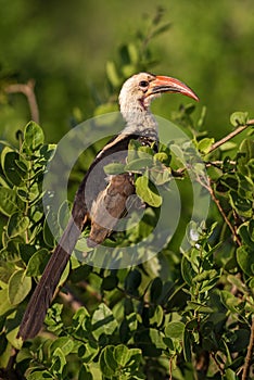 Northern Red-billed Hornbill - Tockus erythrorhynchus