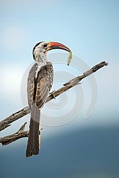 Northern Red-billed Hornbill - Tockus erythrorhynchus