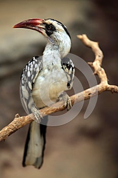 Northern red-billed hornbill (Tockus erythrorhynchus).