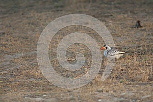 Northern red-billed hornbill Tockus erythrorhynchus kempi on the ground.