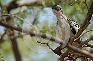 Northern red-billed hornbill Tockus erythrorhynchus kempi preening.