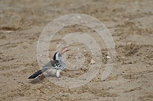 Northern red-billed hornbill Tockus erythrorhynchus kempi on the sand