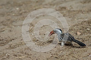 Northern red-billed hornbill Tockus erythrorhynchus kempi on the sand.