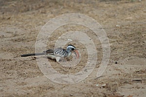 Northern red-billed hornbill Tockus erythrorhynchus kempi searching for food.