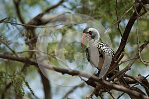 Northern red-billed hornbill Tockus erythrorhynchus kempi on a tree.