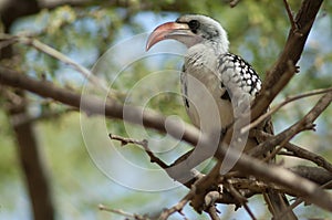 Northern red-billed hornbill Tockus erythrorhynchus kempi on a tree.