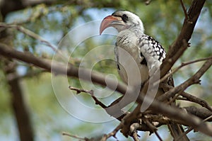 Northern red-billed hornbill Tockus erythrorhynchus kempi on a tree.