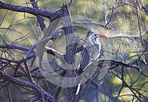 The northern red-billed hornbill (Tockus erythrorhynchus), Namibia