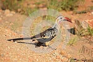 Northern Red-billed Hornbill - Tockus erythrorhynchus