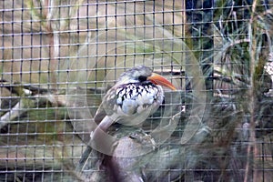 Northern Red-Billed Hornbill (Tockus erythrorhynchus) Outdoors