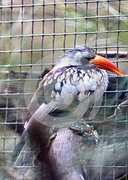 Northern Red-Billed Hornbill (Tockus erythrorhynchus) Outdoors