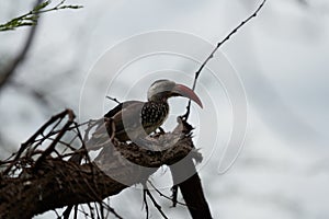 Northern Red Billed Hornbill Tockus Erythrorhynchus Portrait Africa