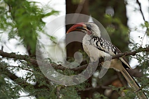 Northern Red Billed Hornbill Tockus Erythrorhynchus Portrait Africa