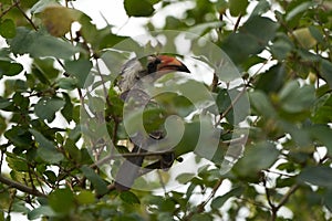 Northern Red Billed Hornbill Tockus Erythrorhynchus Portrait Africa