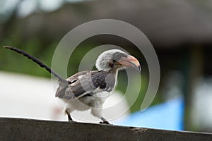 Northern Red Billed Hornbill Tockus Erythrorhynchus Portrait Africa