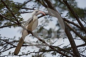 Northern Red Billed Hornbill Tockus Erythrorhynchus Portrait Africa