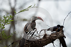 Northern Red Billed Hornbill Tockus Erythrorhynchus Portrait Africa