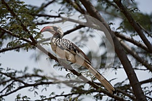 Northern Red Billed Hornbill Tockus Erythrorhynchus Portrait Africa