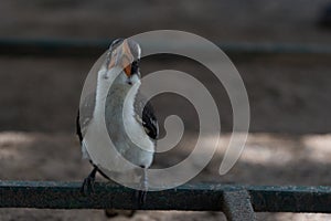 Northern Red Billed Hornbill Tockus Erythrorhynchus Portrait Africa