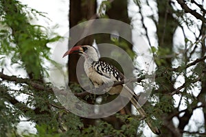 Northern Red Billed Hornbill Tockus Erythrorhynchus Portrait Africa