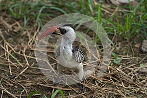 Northern Red Billed Hornbill Tockus Erythrorhynchus Portrait Africa