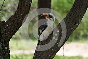 Northern Red Billed Hornbill Tockus Erythrorhynchus Portrait Africa