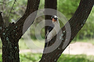 Northern Red Billed Hornbill Tockus Erythrorhynchus Portrait Africa