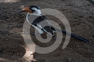 Northern Red Billed Hornbill Tockus Erythrorhynchus Portrait Africa