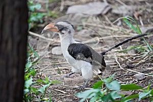 Northern Red Billed Hornbill Tockus Erythrorhynchus Portrait Africa