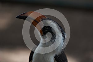 Northern Red Billed Hornbill Tockus Erythrorhynchus Portrait Africa