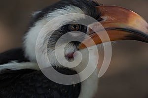 Northern Red Billed Hornbill Tockus Erythrorhynchus Portrait Africa