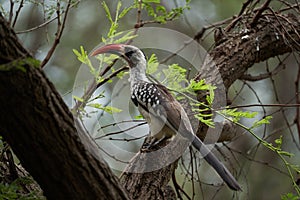 Northern Red Billed Hornbill Tockus Erythrorhynchus Portrait Africa