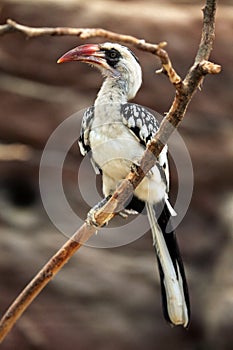 Northern red-billed hornbill (Tockus erythrorhynchus).