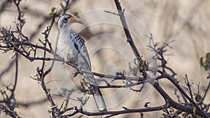 Northern Red-billed Hornbill on Tree