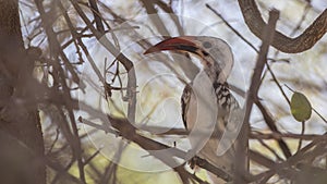 Northern Red-billed Hornbill among Tree Branches
