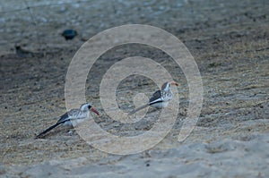 Northern red-billed hornbills in the Langue de Barbarie National Park.