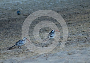 Northern red-billed hornbills in the Langue de Barbarie National Park.