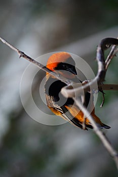 Northern red bishop