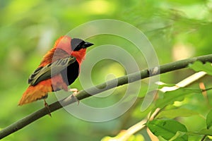 Northern red bishop