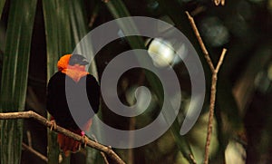 Northern red bishop bird Euplectes franciscanus