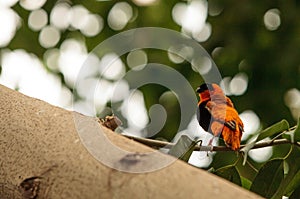 Northern red bishop bird Euplectes franciscanus