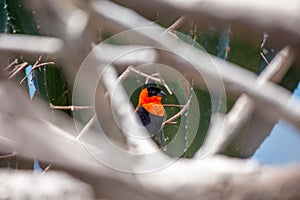 Northern Red Bishop (Euplectes franciscanus) in Kenya