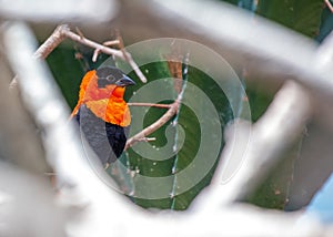 Northern Red Bishop (Euplectes franciscanus) Outdoors